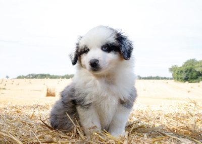 Mâle bleu merle