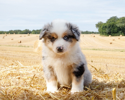 Mâle bleu merle