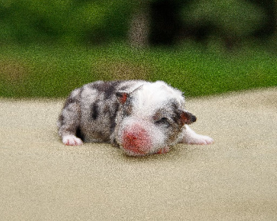 Femelle bleu merle