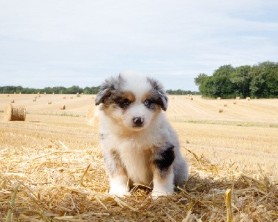 Mâle bleu merle