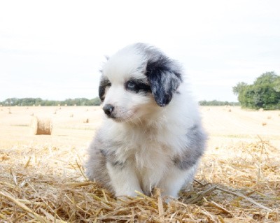 Mâle bleu merle