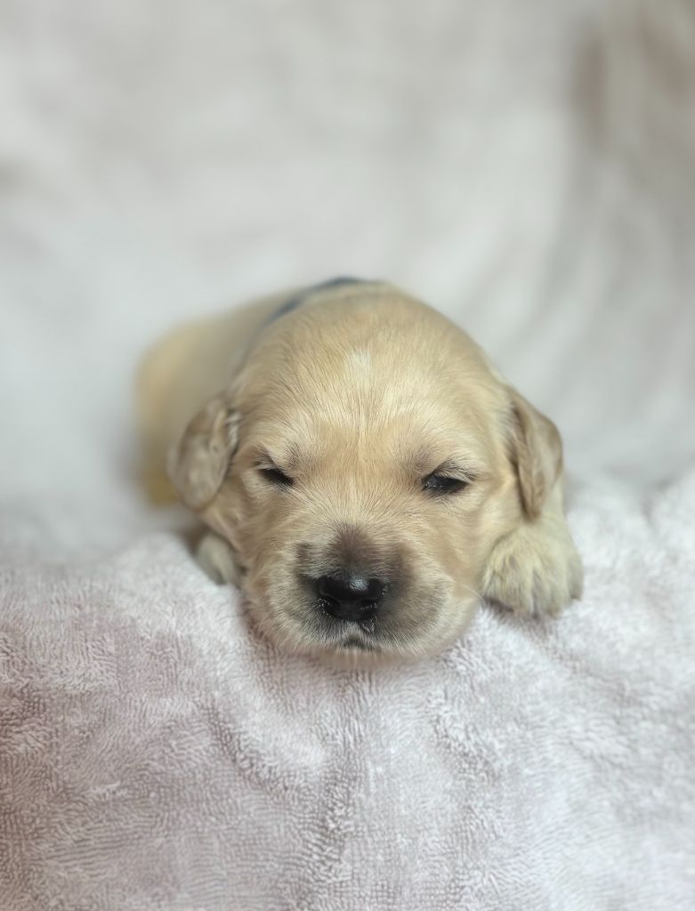 du royaume des horizons d'or - Chiots disponibles - Golden Retriever