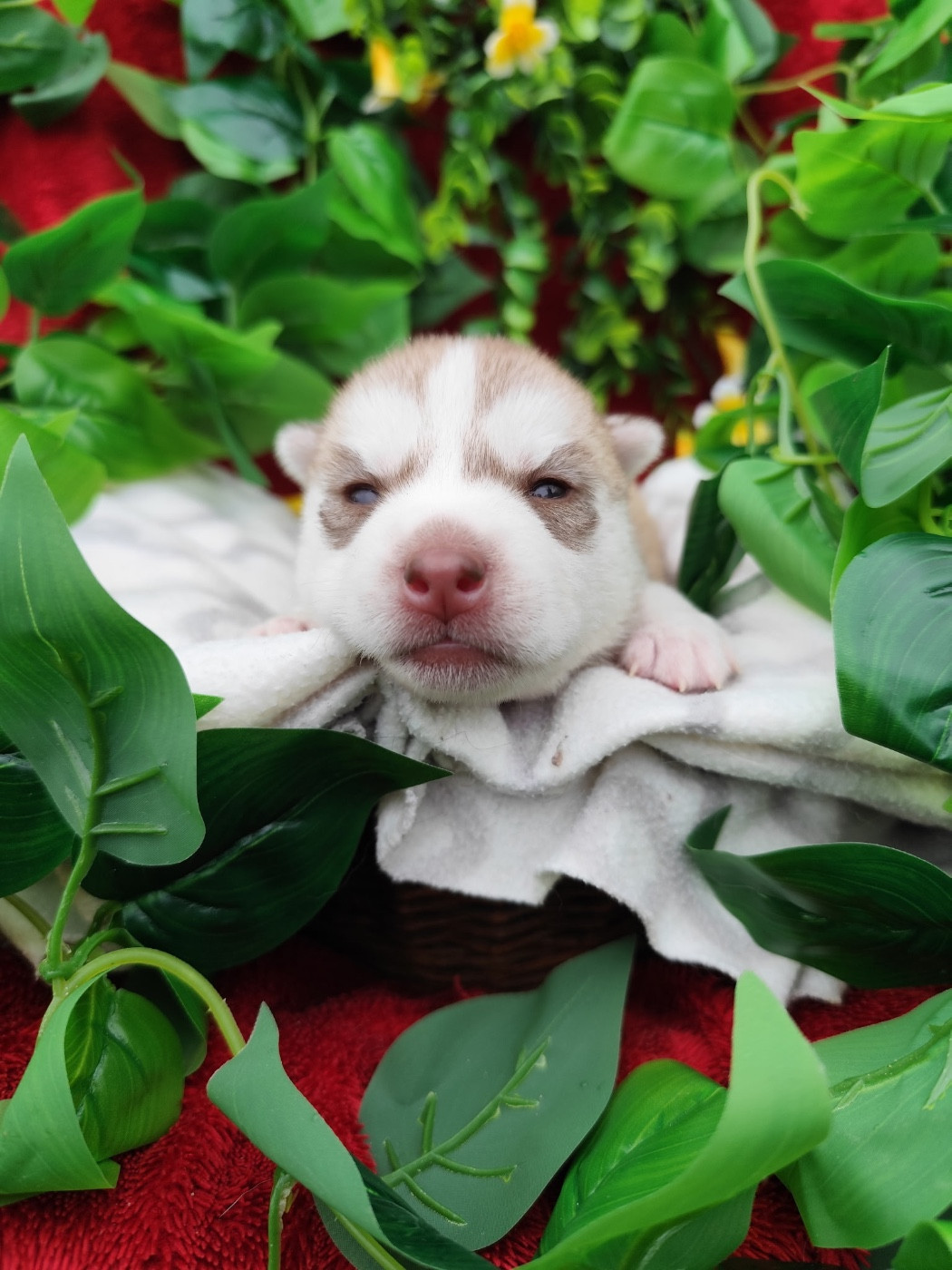 du royaume des horizons d'or - Chiots disponibles - Siberian Husky