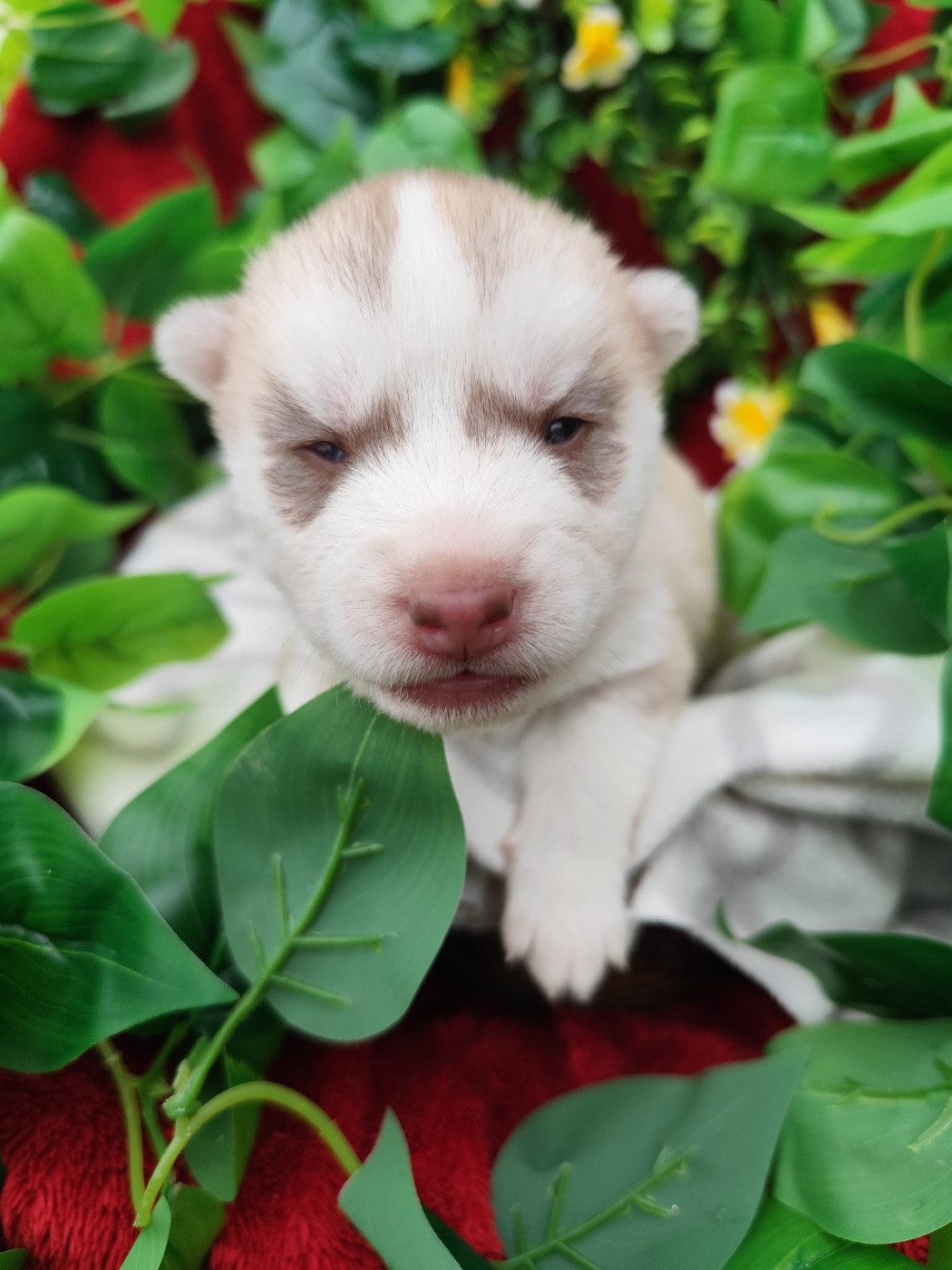 du royaume des horizons d'or - Chiots disponibles - Siberian Husky