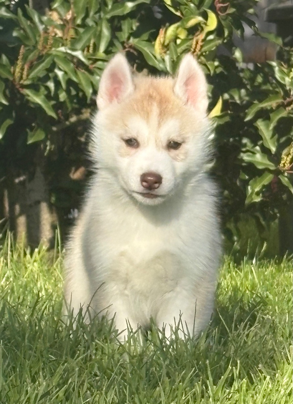 du royaume des horizons d'or - Chiots disponibles - Siberian Husky