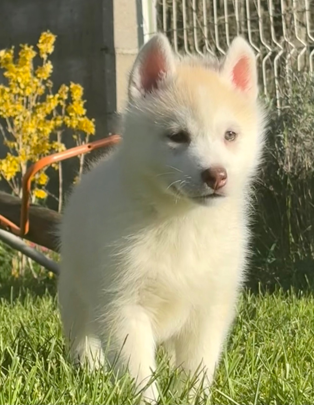 du royaume des horizons d'or - Chiots disponibles - Siberian Husky