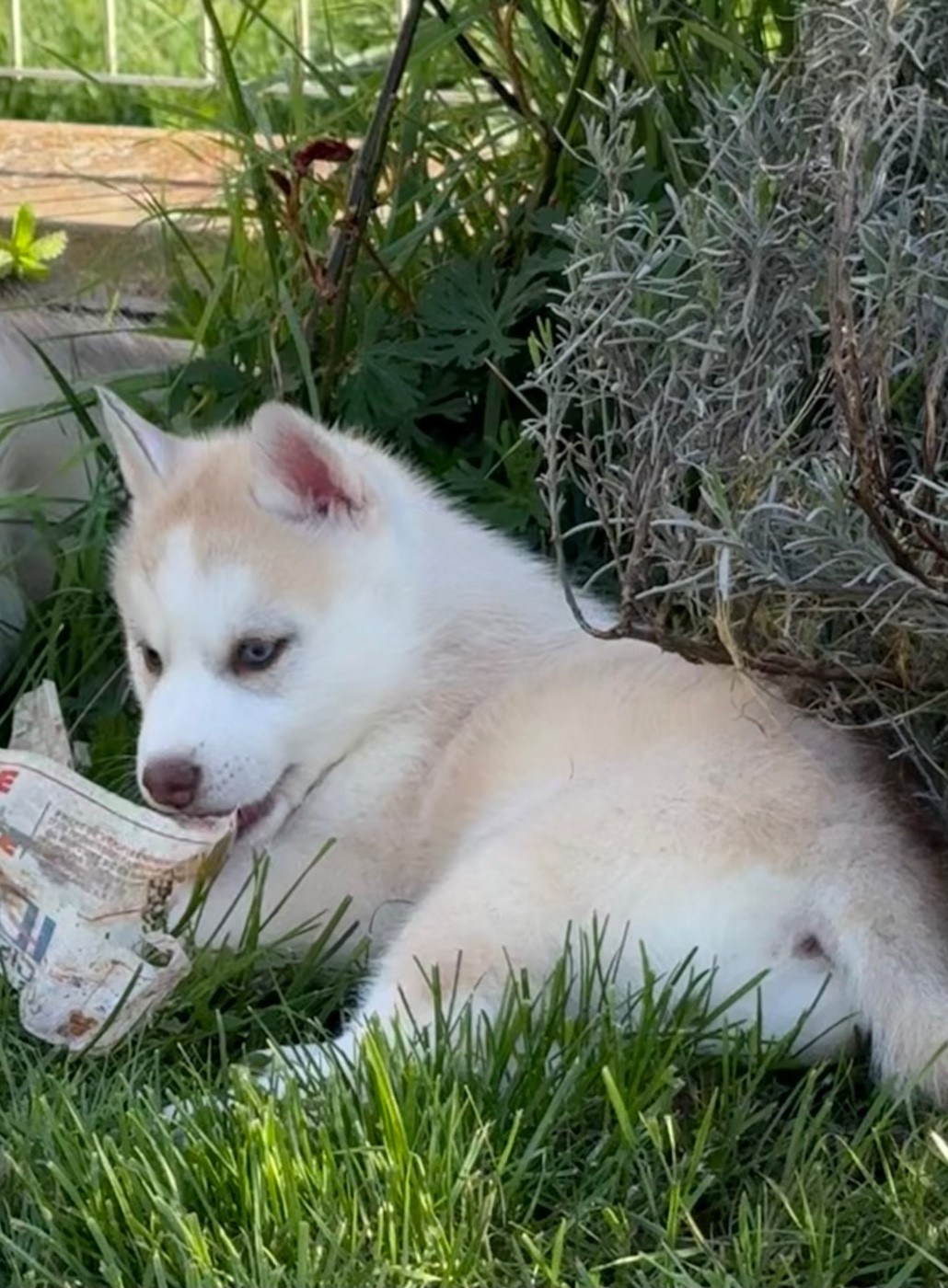 du royaume des horizons d'or - Chiots disponibles - Siberian Husky