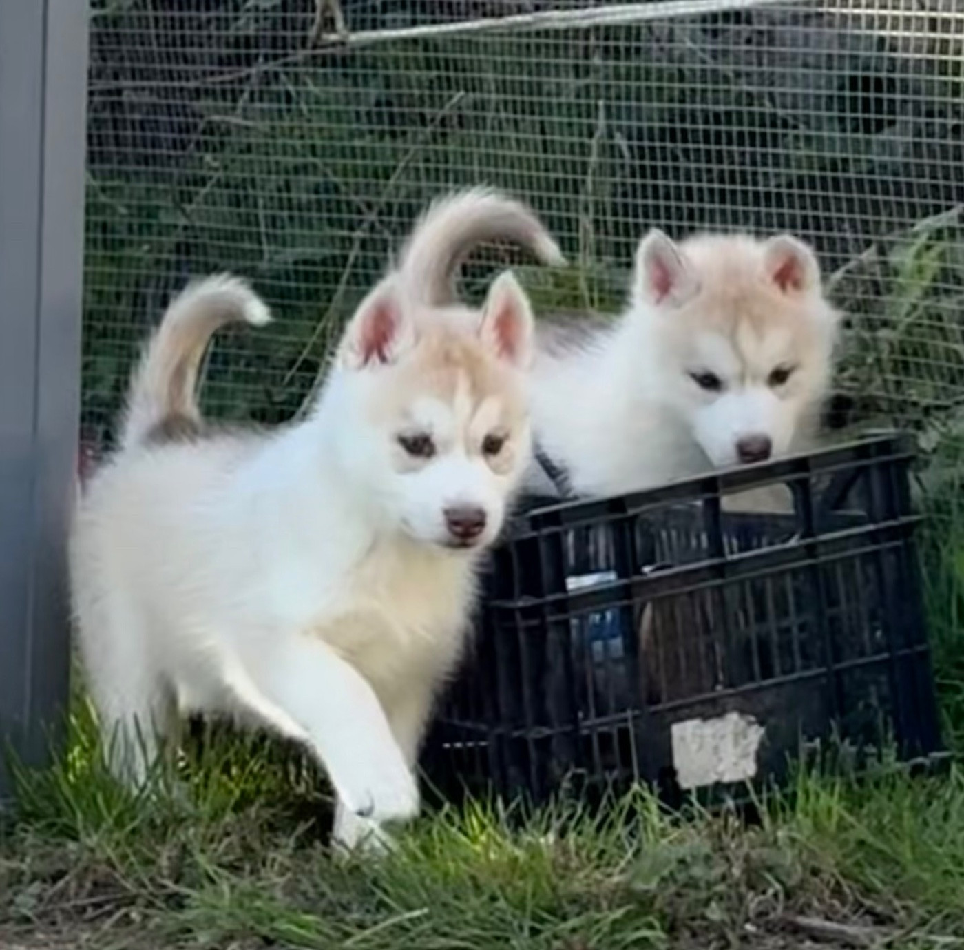 du royaume des horizons d'or - Chiots disponibles - Siberian Husky