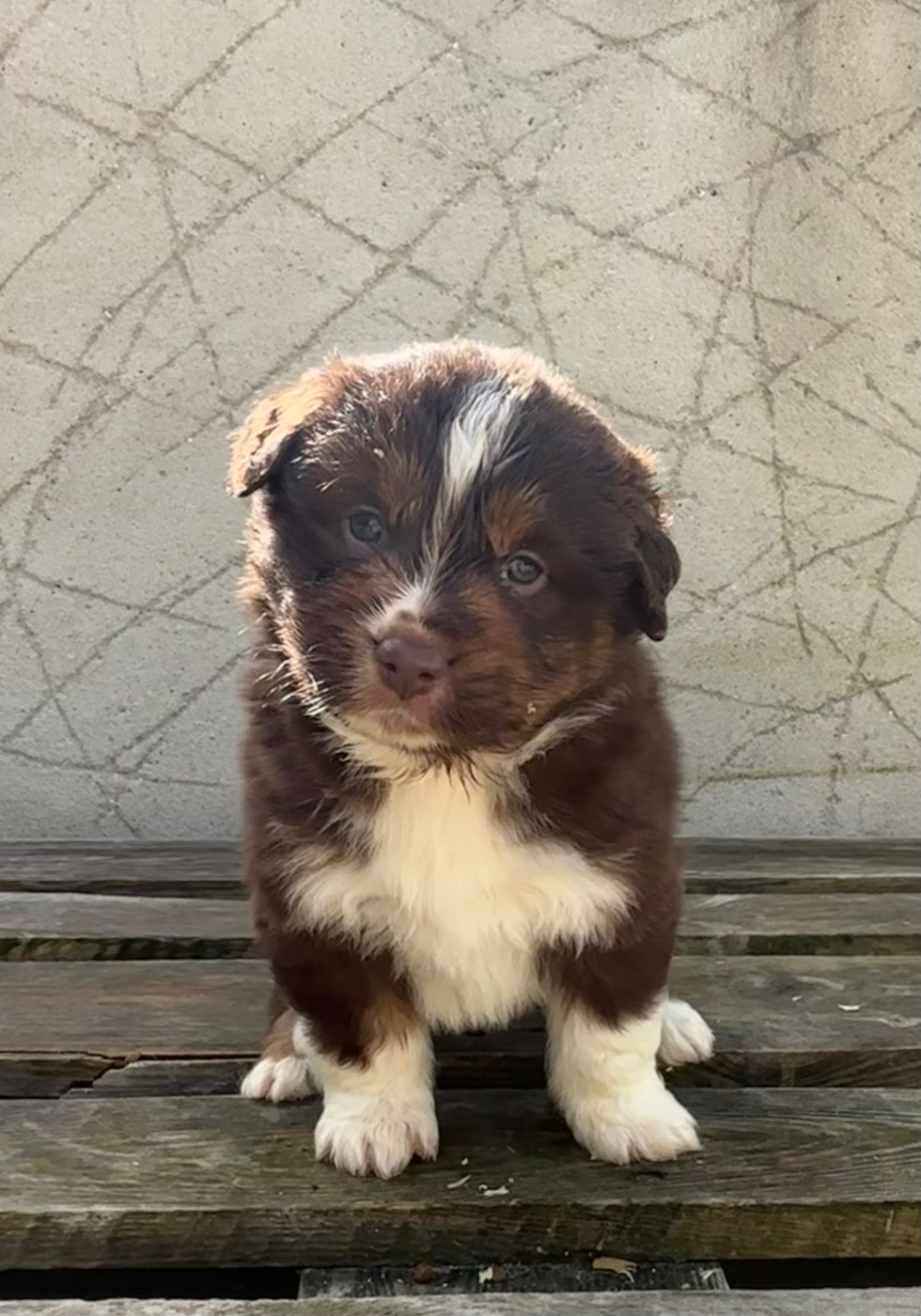 du royaume des horizons d'or - Chiots disponibles - Berger Américain Miniature 