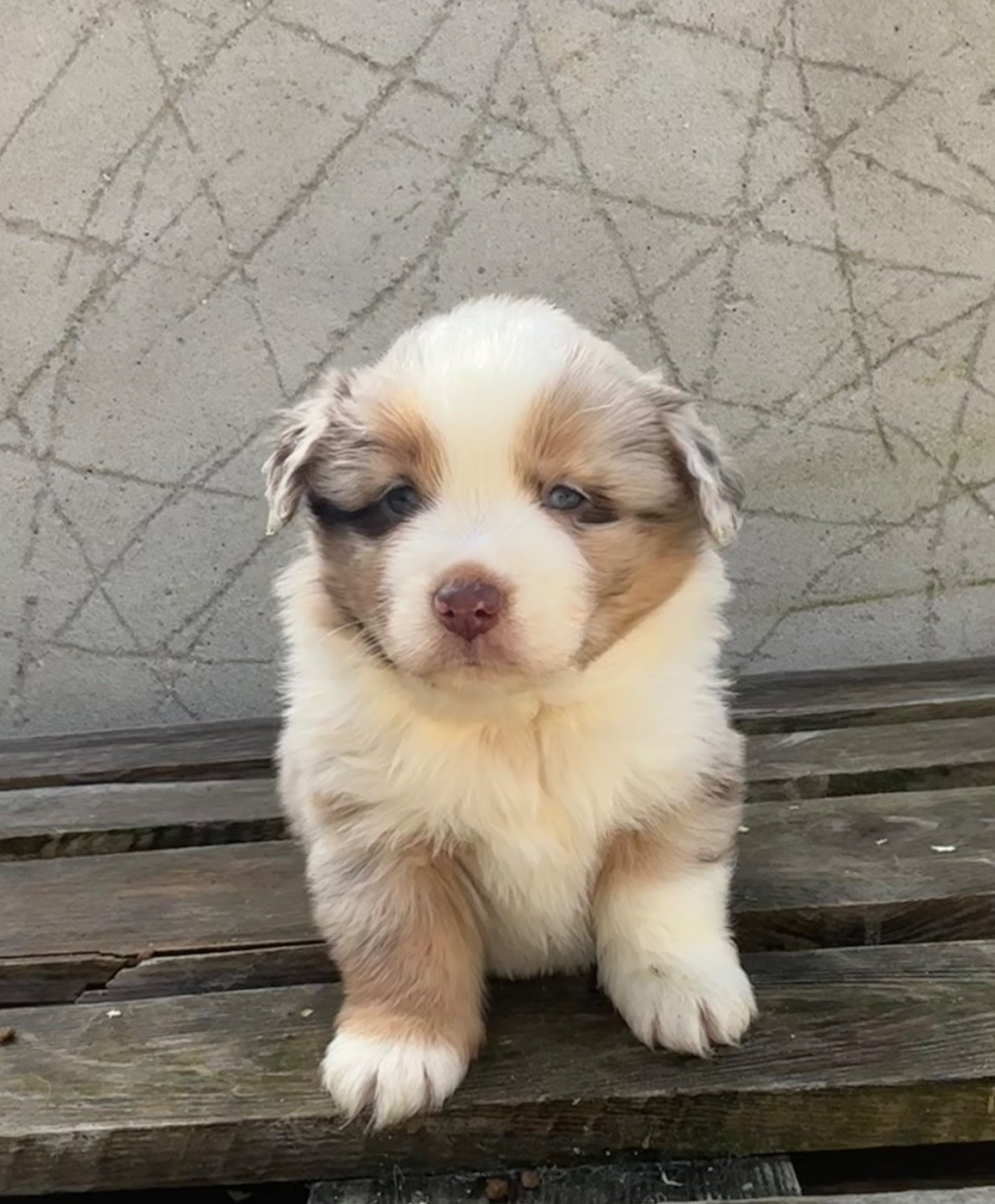 du royaume des horizons d'or - Chiots disponibles - Berger Américain Miniature 