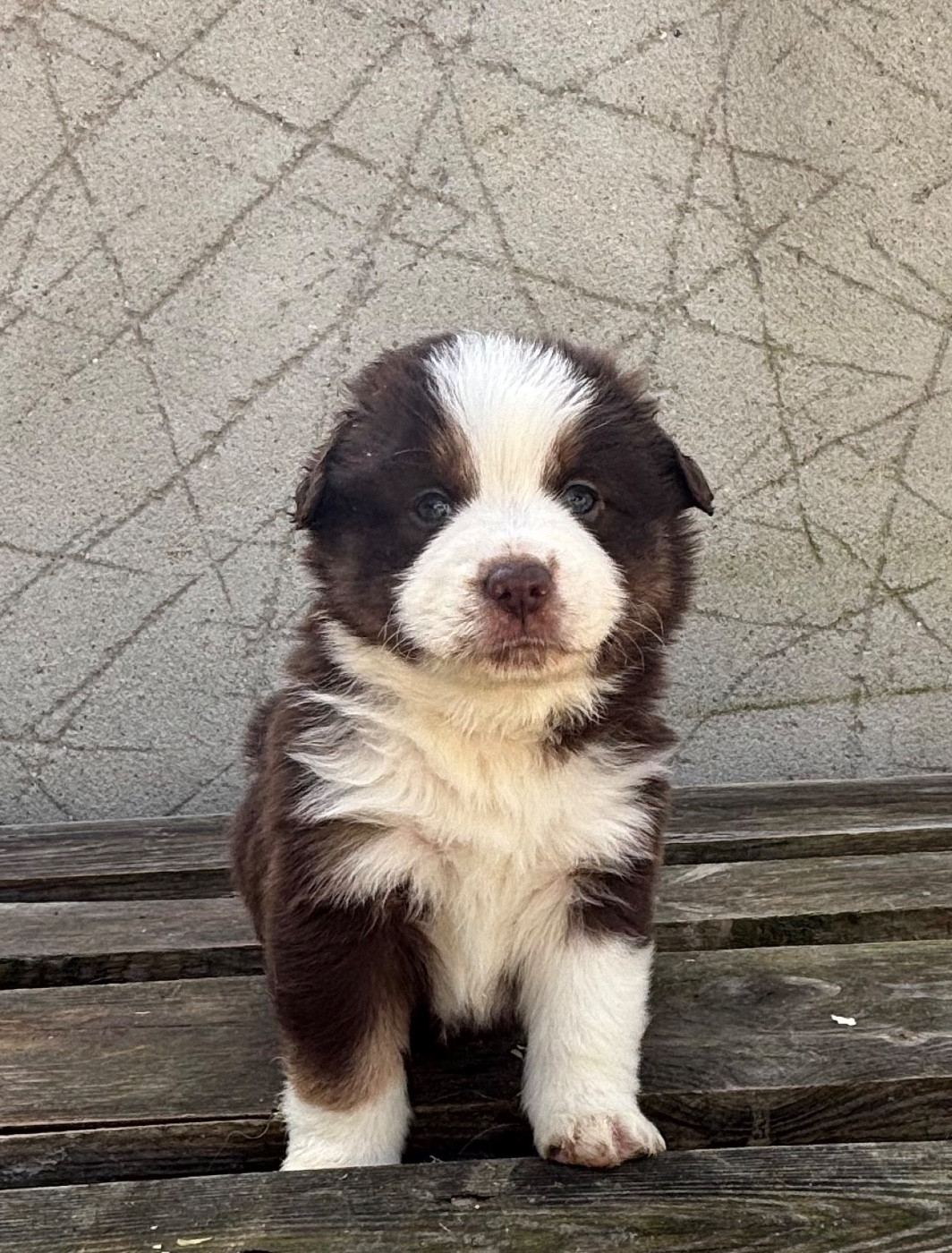 du royaume des horizons d'or - Chiots disponibles - Berger Américain Miniature 