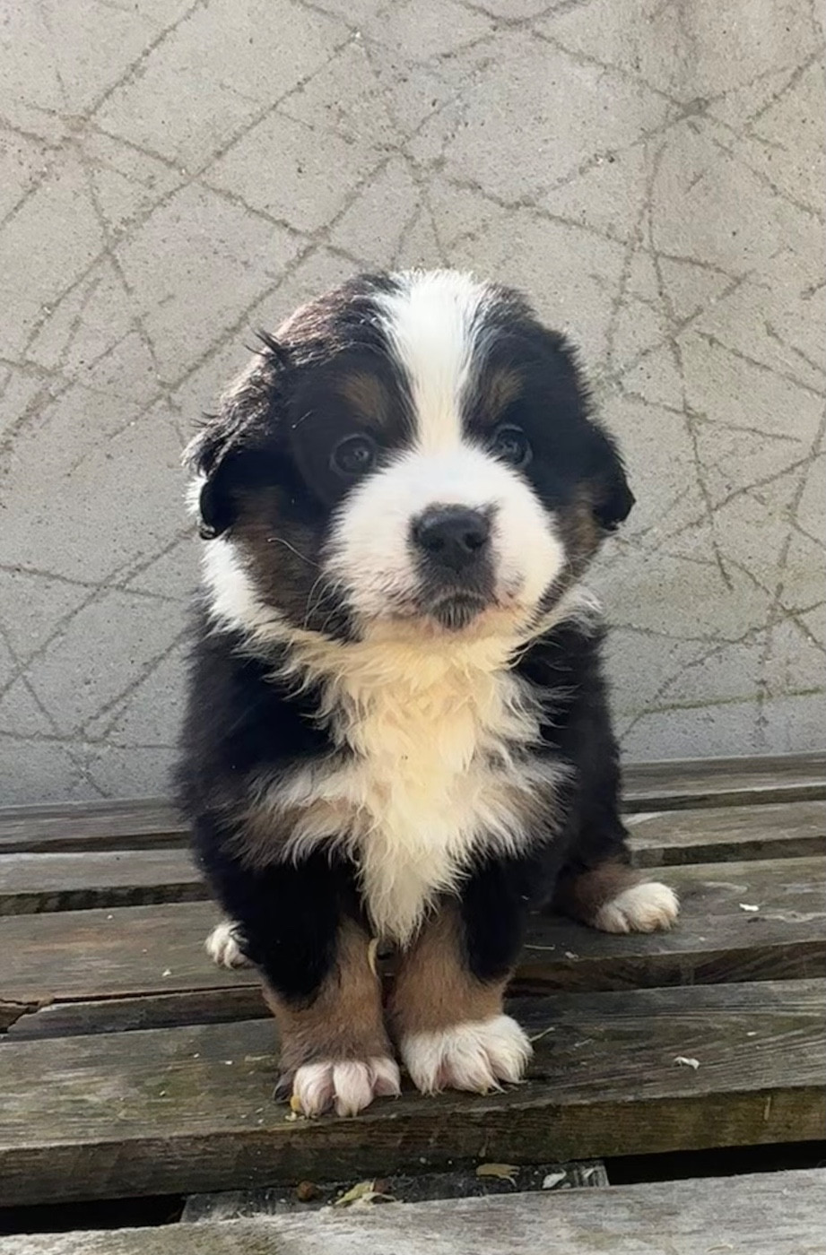 du royaume des horizons d'or - Chiots disponibles - Berger Américain Miniature 