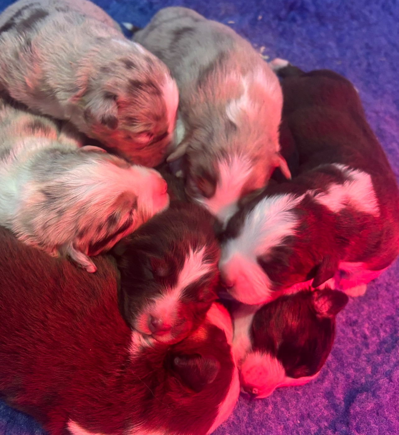 Chiot Berger Américain Miniature  du royaume des horizons d'or