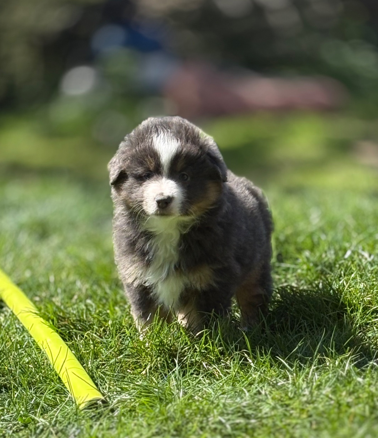 du royaume des horizons d'or - Chiots disponibles - Berger Américain Miniature 