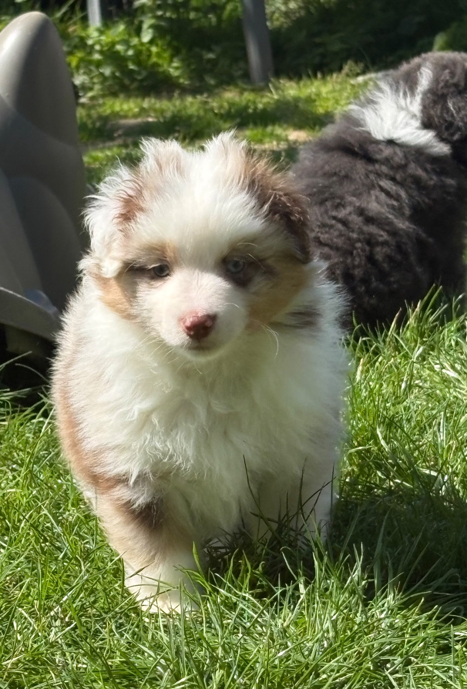 du royaume des horizons d'or - Chiots disponibles - Berger Américain Miniature 