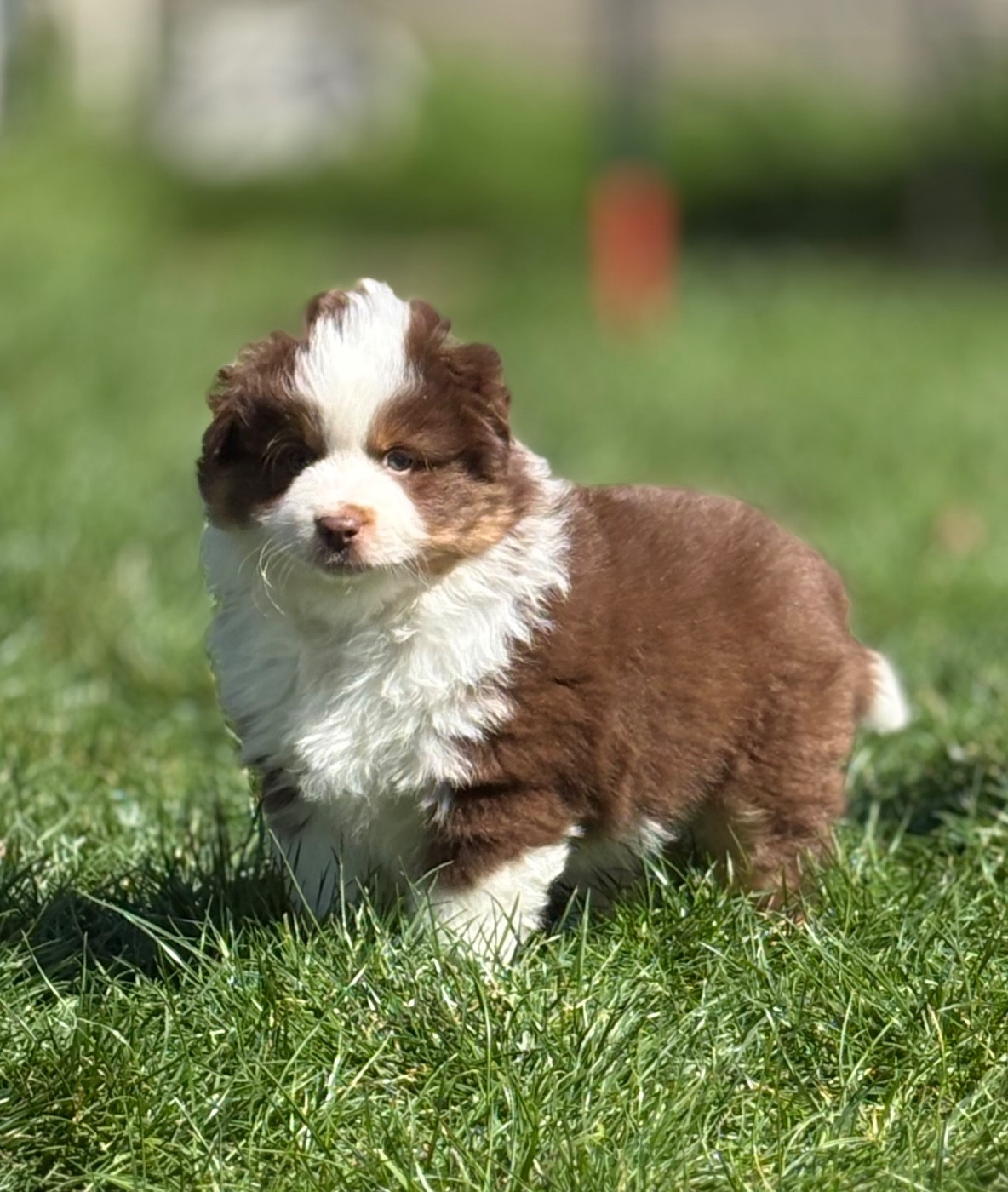 du royaume des horizons d'or - Chiots disponibles - Berger Américain Miniature 