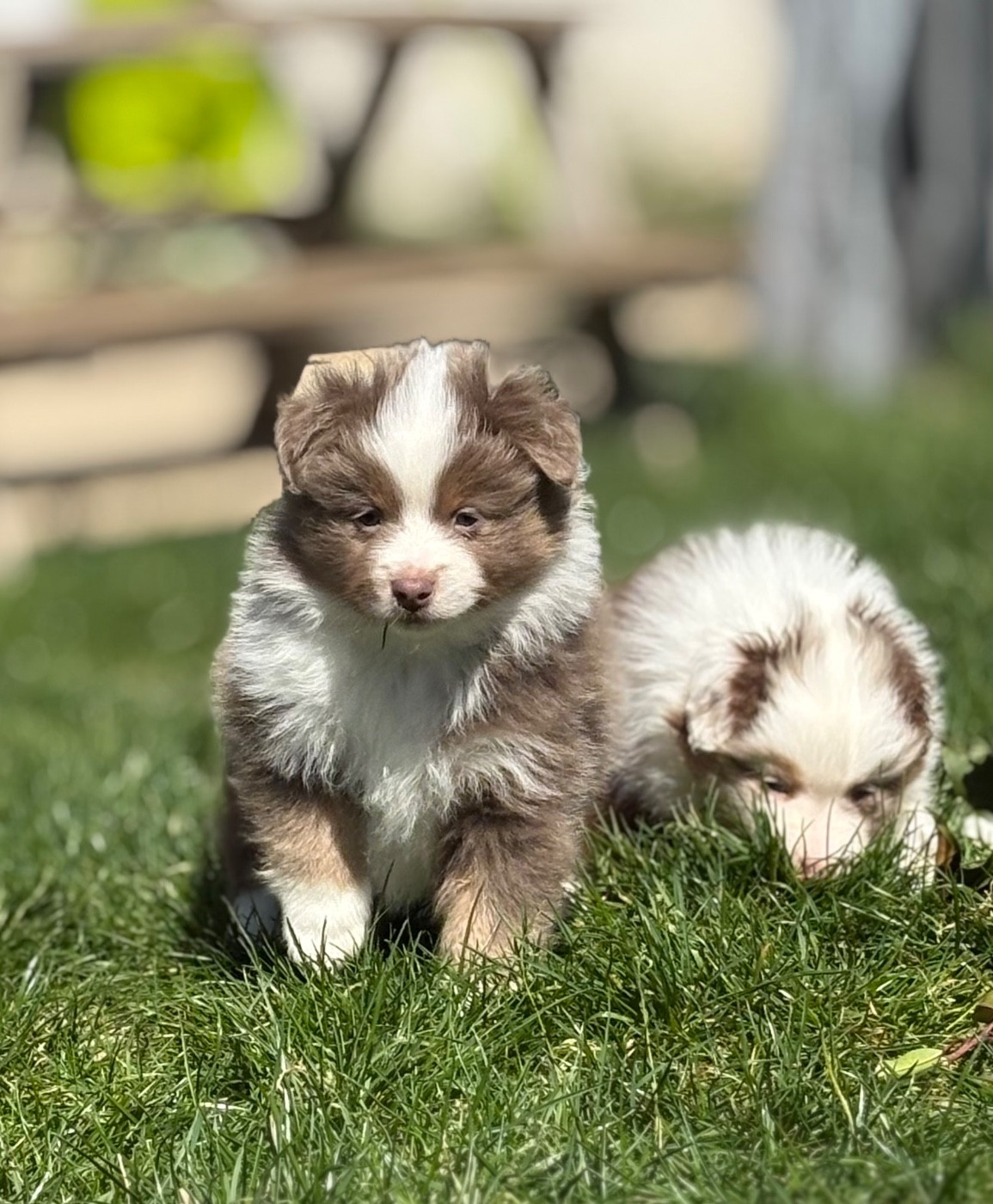 du royaume des horizons d'or - Chiots disponibles - Berger Américain Miniature 