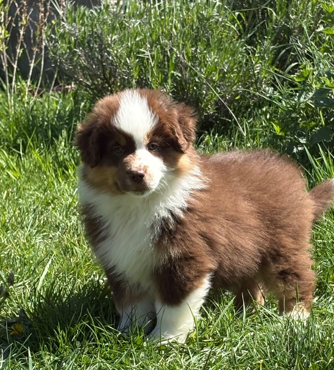 du royaume des horizons d'or - Chiots disponibles - Berger Américain Miniature 