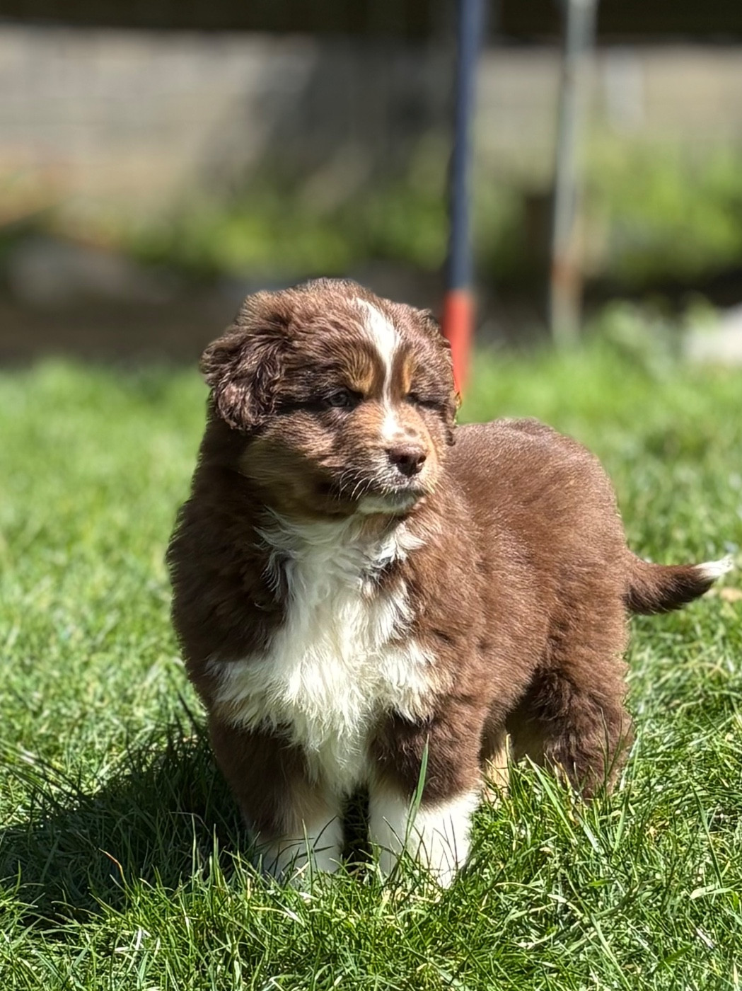 du royaume des horizons d'or - Chiots disponibles - Berger Américain Miniature 