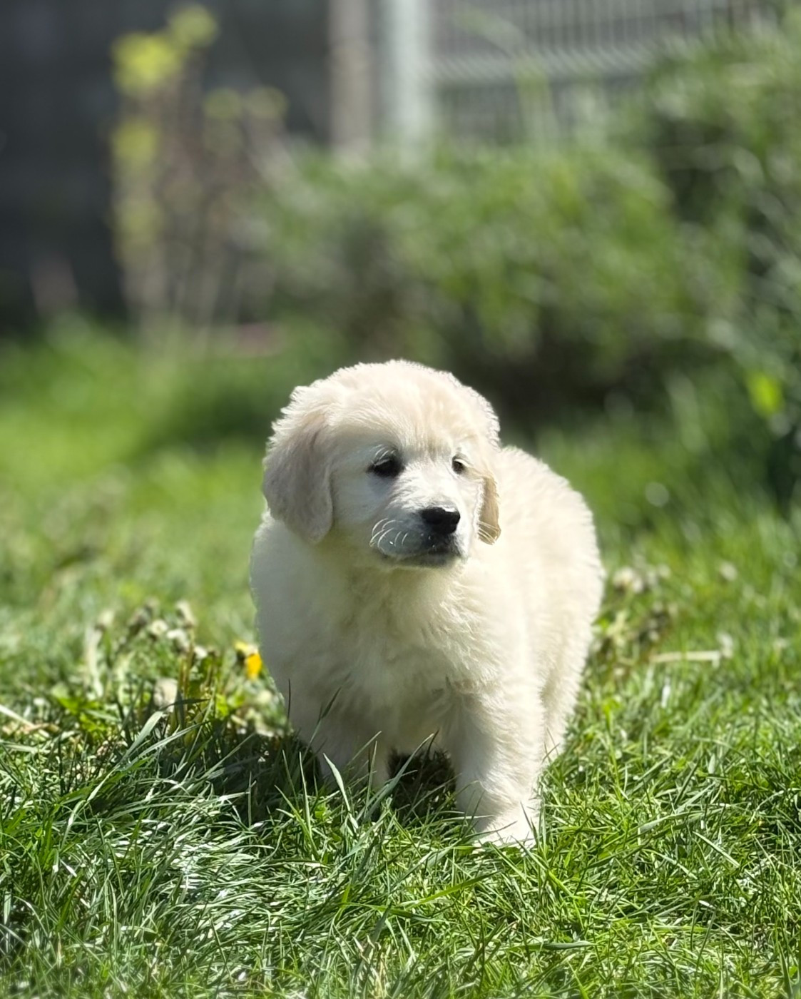 du royaume des horizons d'or - Chiots disponibles - Golden Retriever