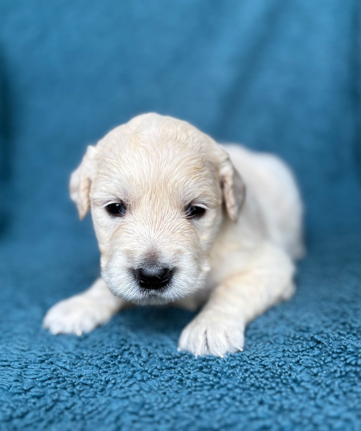 du royaume des horizons d'or - Chiots disponibles - Golden Retriever