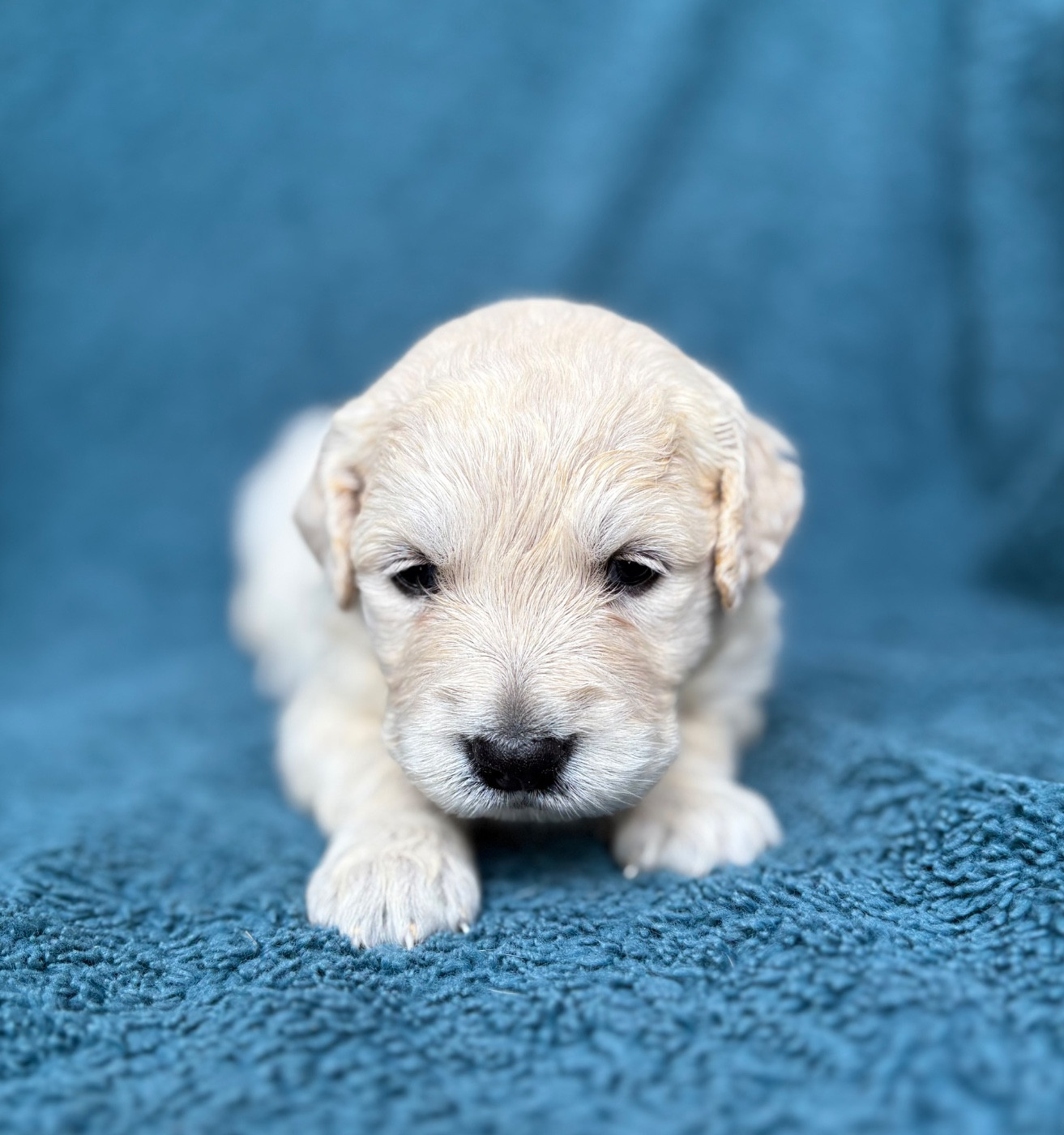 du royaume des horizons d'or - Chiots disponibles - Golden Retriever