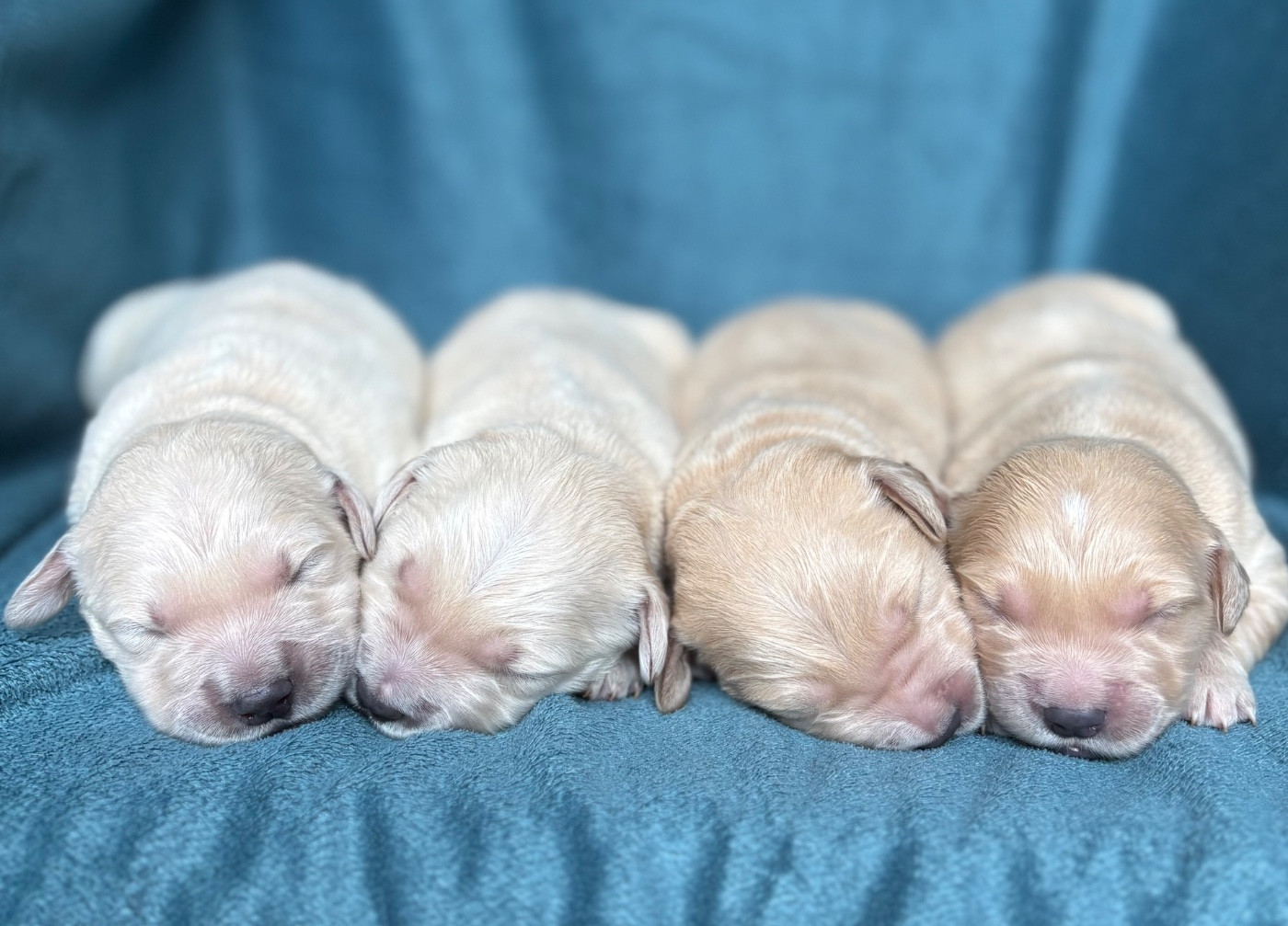 du royaume des horizons d'or - Chiots disponibles - Golden Retriever