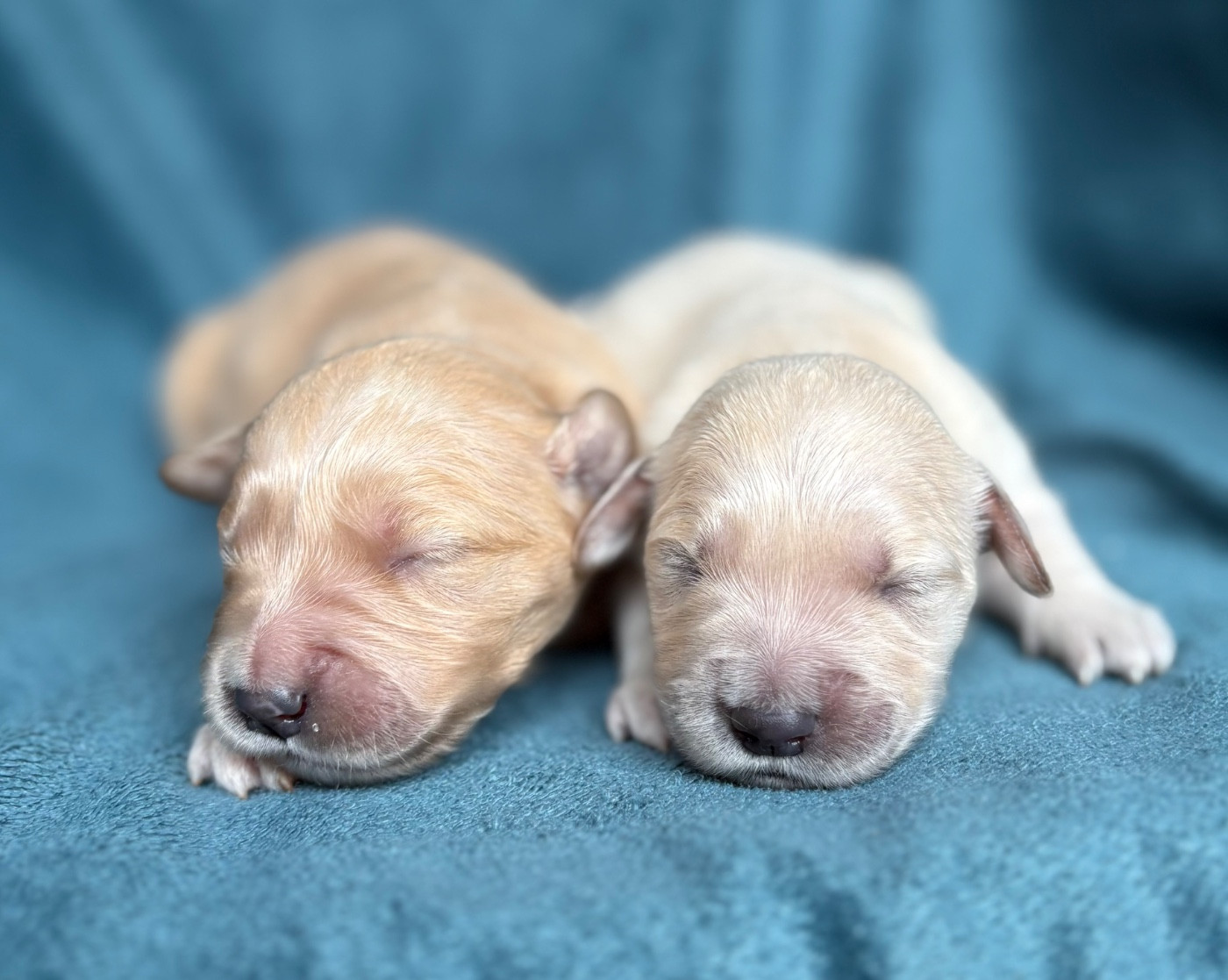 du royaume des horizons d'or - Chiots disponibles - Golden Retriever