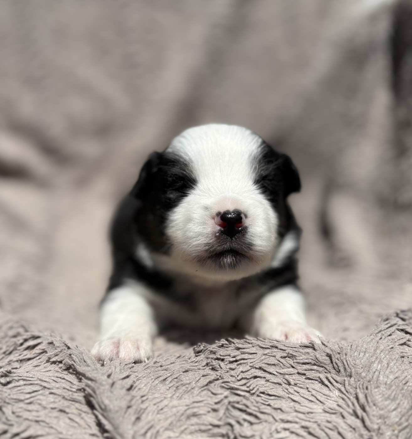 du royaume des horizons d'or - Chiots disponibles - Berger Américain Miniature 