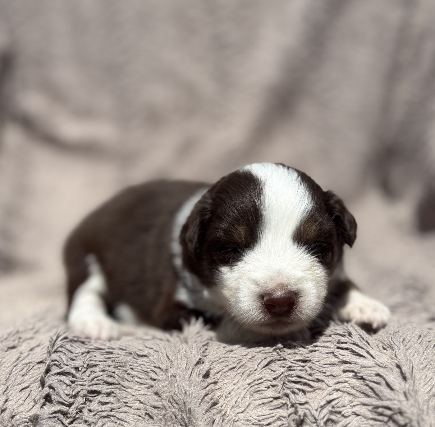 du royaume des horizons d'or - Chiots disponibles - Berger Américain Miniature 