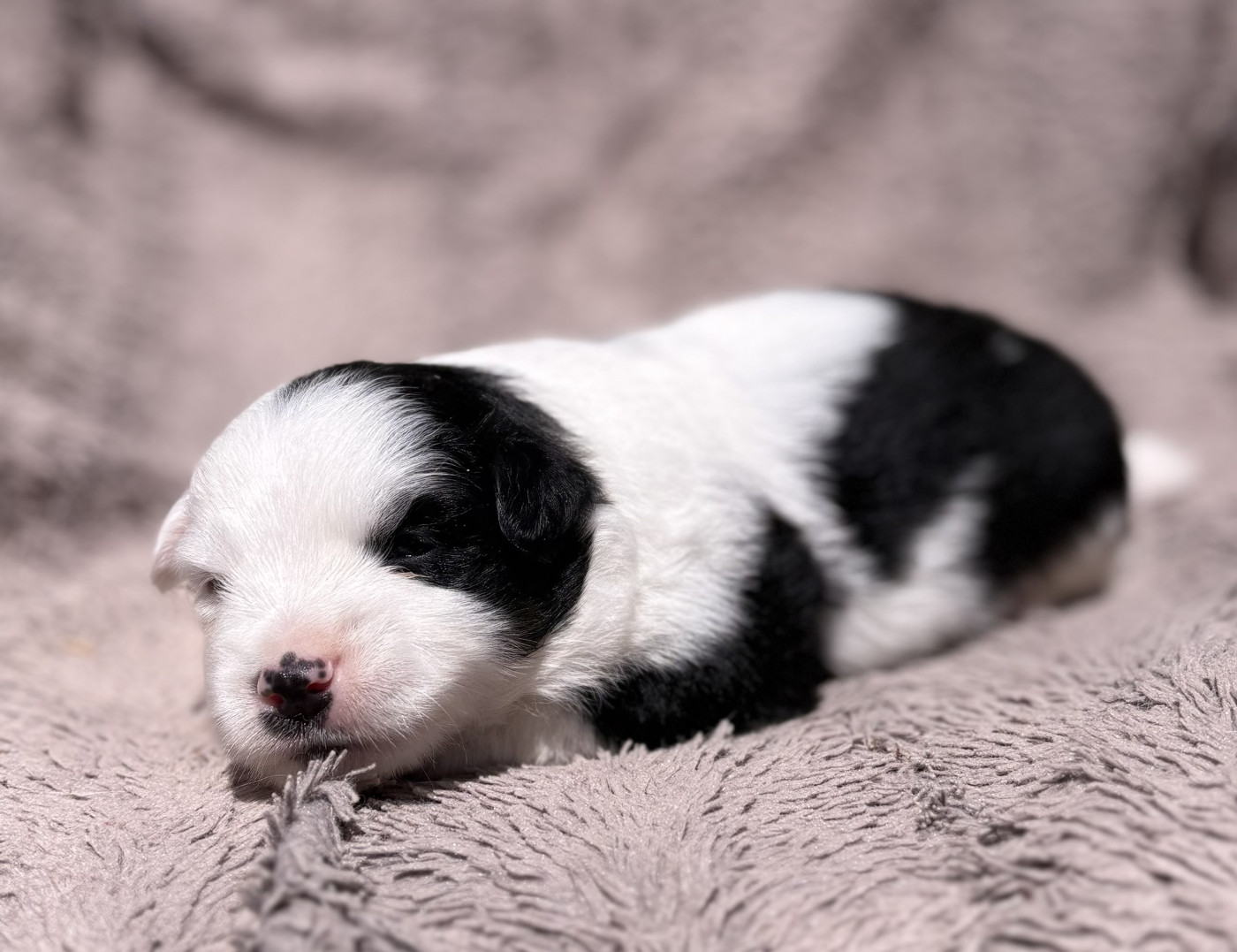 du royaume des horizons d'or - Chiots disponibles - Berger Américain Miniature 