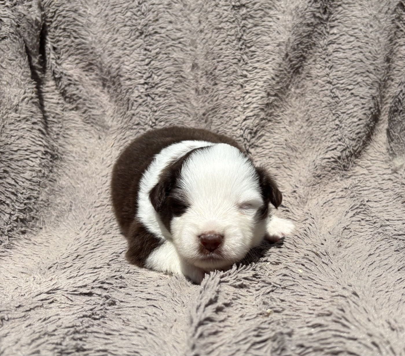 du royaume des horizons d'or - Chiots disponibles - Berger Américain Miniature 