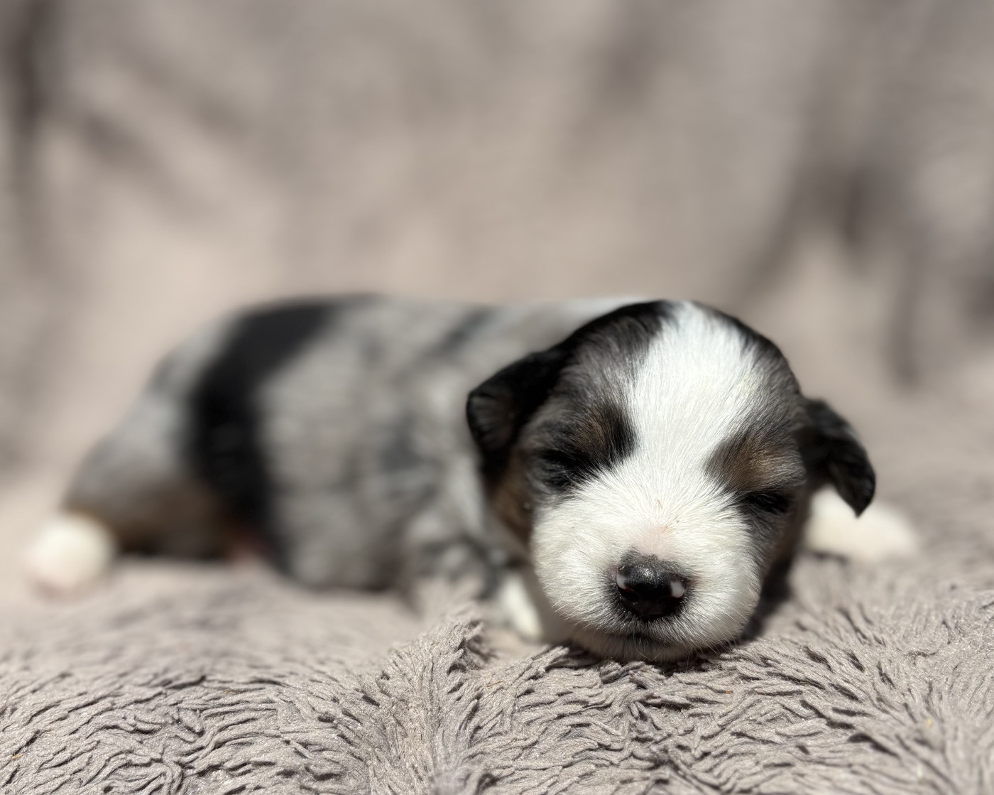 du royaume des horizons d'or - Chiots disponibles - Berger Américain Miniature 
