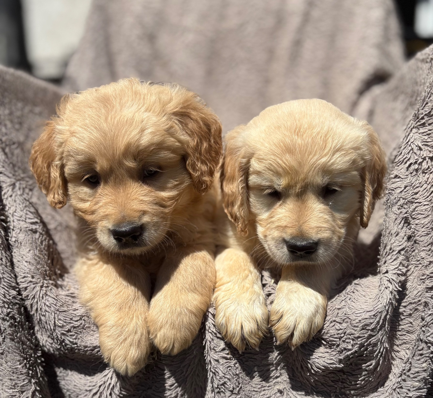 du royaume des horizons d'or - Chiots disponibles - Golden Retriever