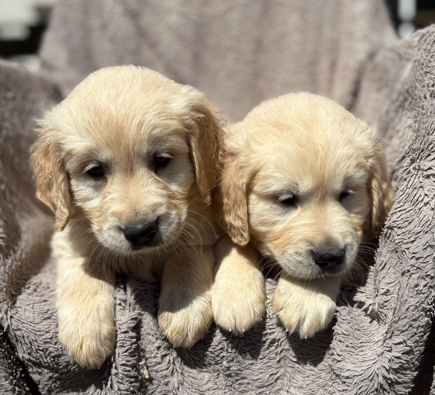 du royaume des horizons d'or - Chiots disponibles - Golden Retriever