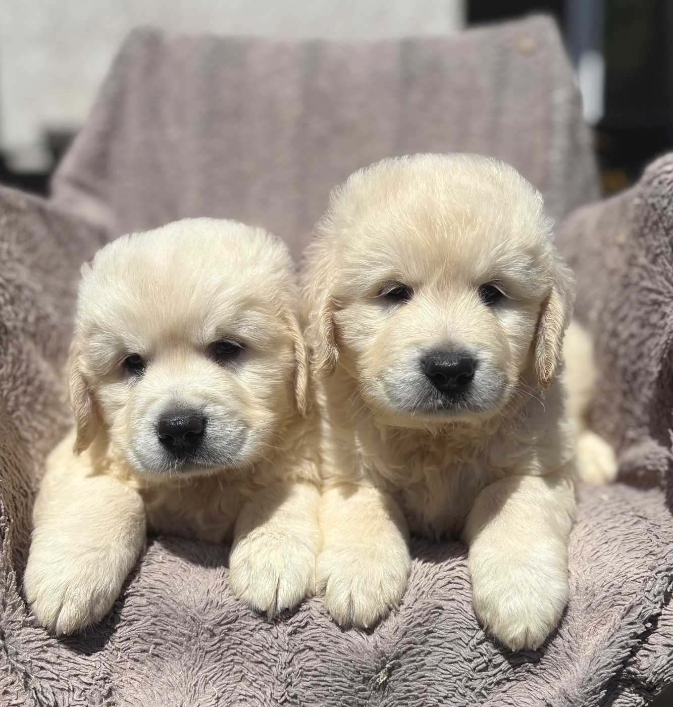 Chiot N°1
