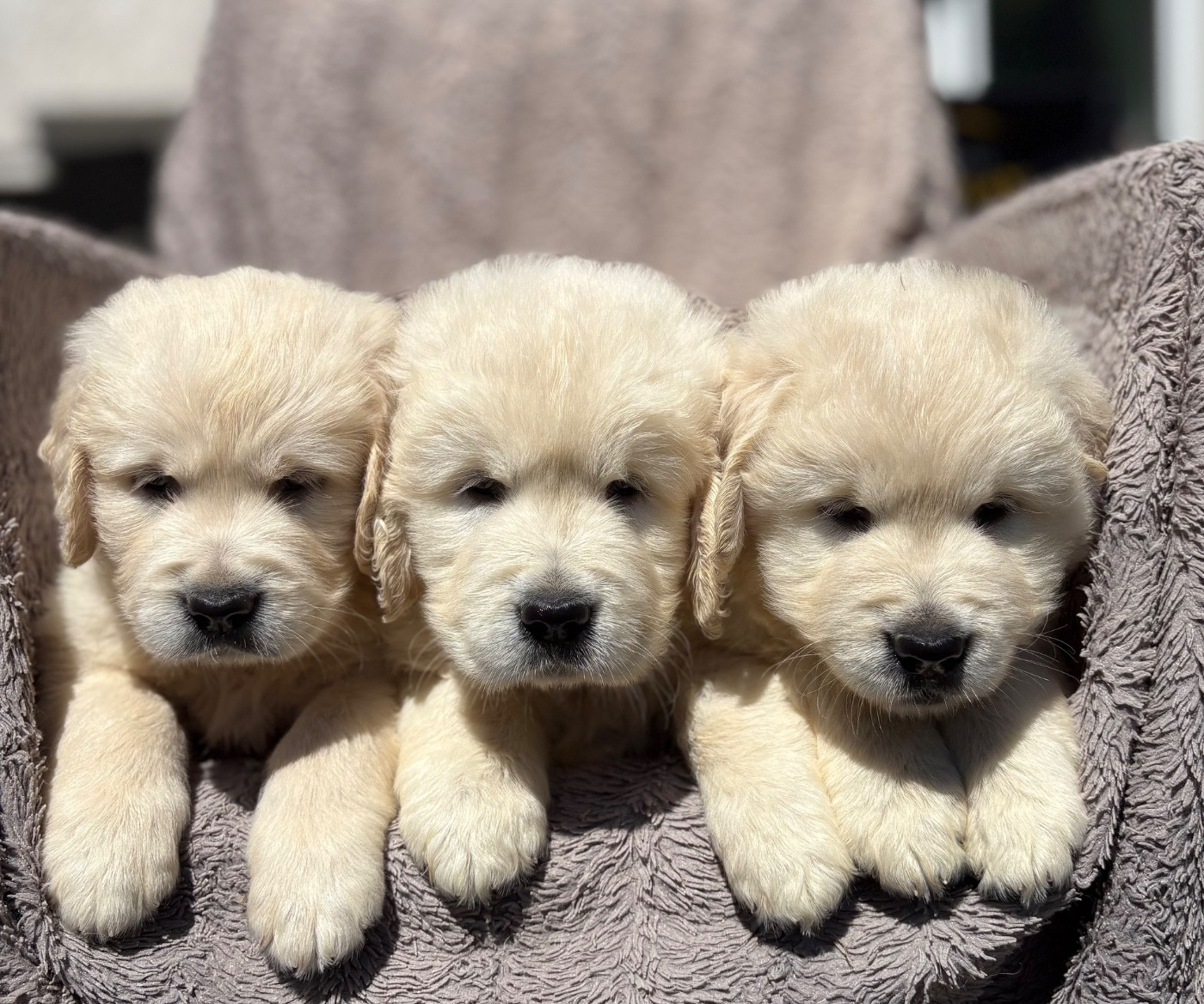 Chiot N°3