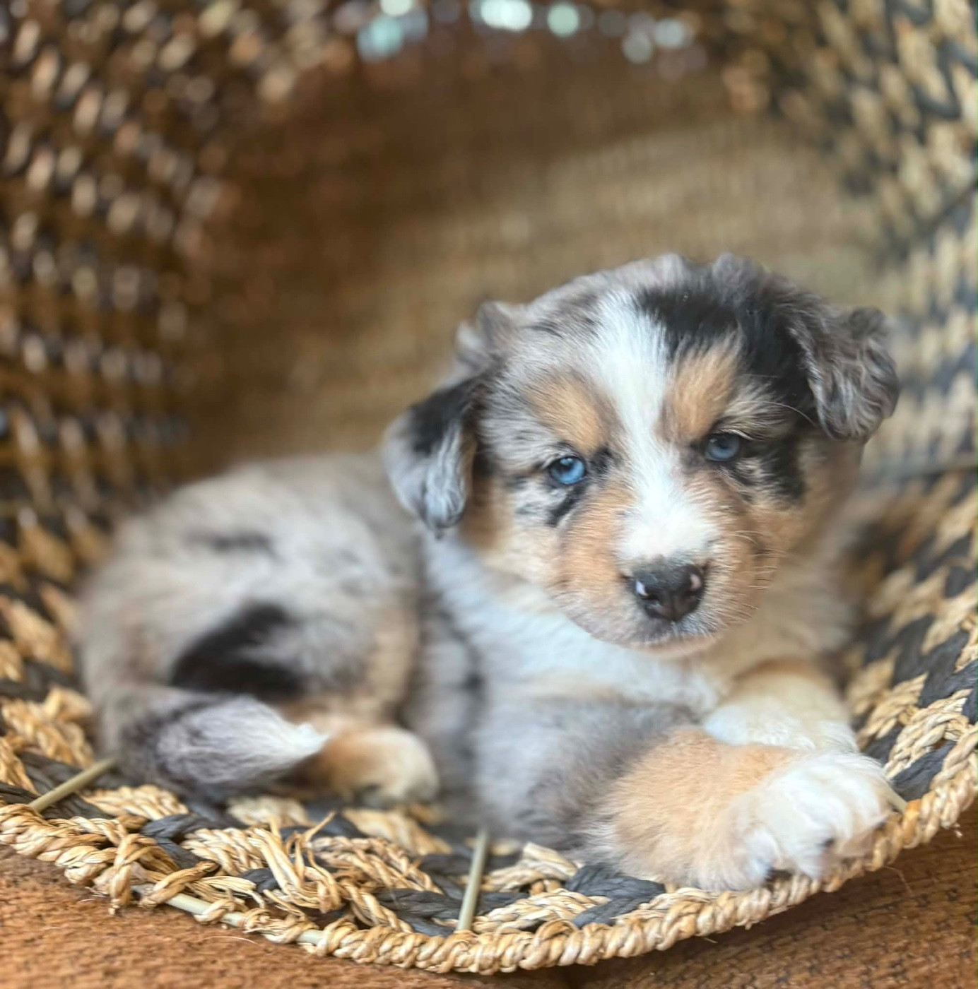 du royaume des horizons d'or - Chiots disponibles - Berger Américain Miniature 