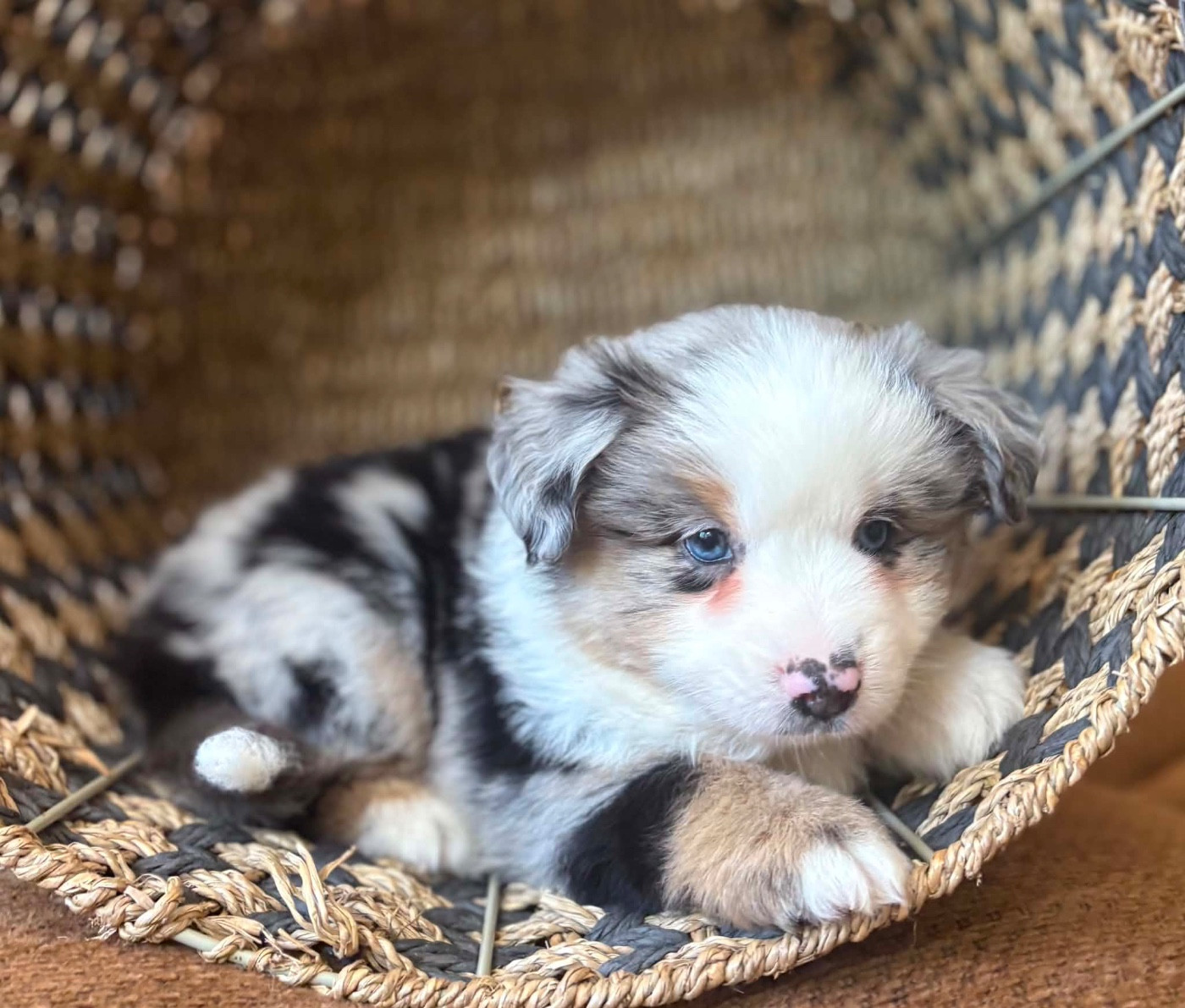du royaume des horizons d'or - Chiots disponibles - Berger Américain Miniature 