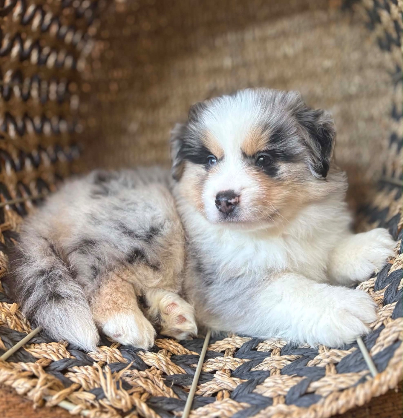 du royaume des horizons d'or - Chiots disponibles - Berger Américain Miniature 