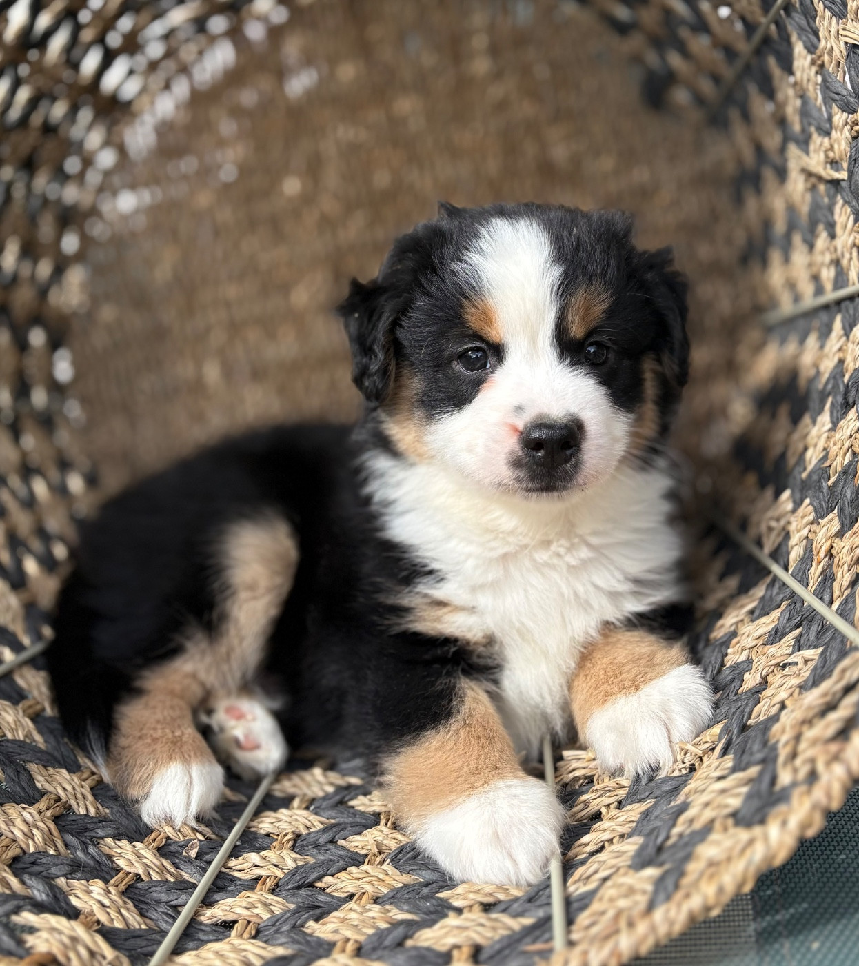 du royaume des horizons d'or - Chiots disponibles - Berger Américain Miniature 
