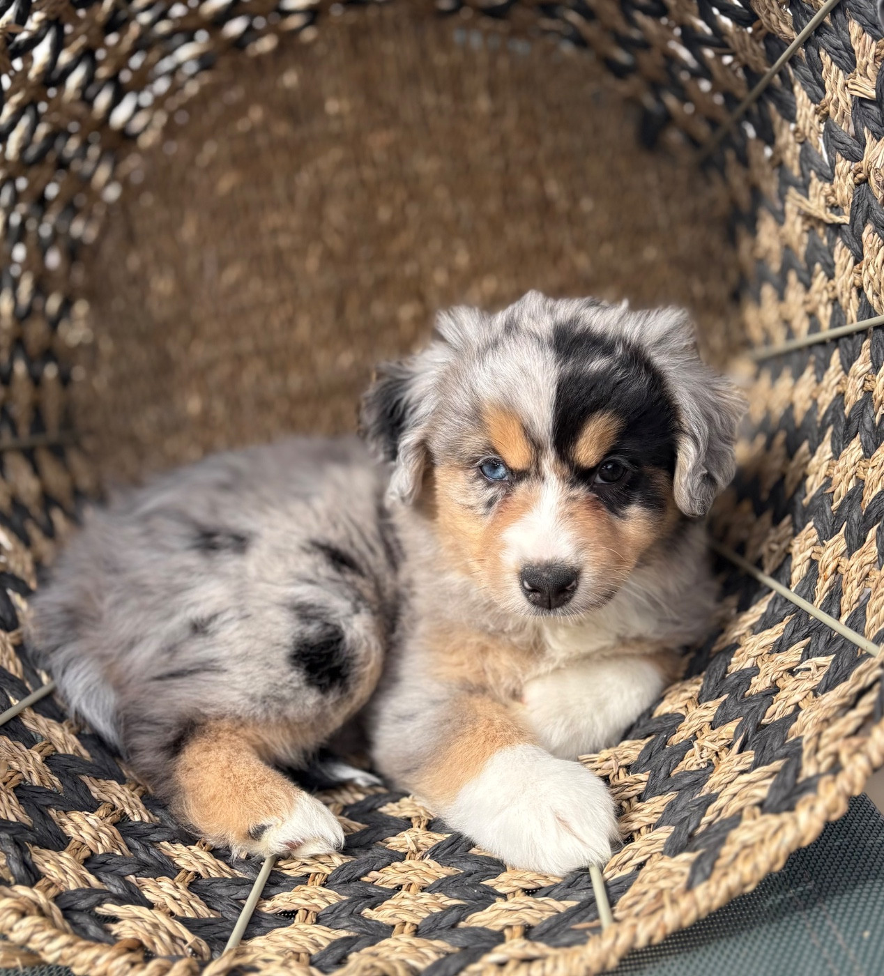 du royaume des horizons d'or - Chiots disponibles - Berger Américain Miniature 