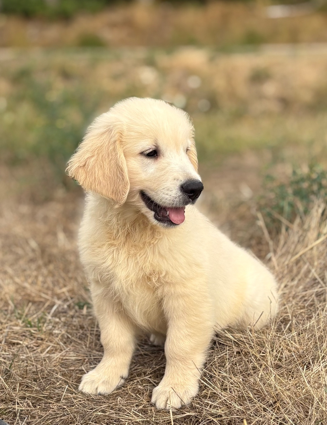 du royaume des horizons d'or - Chiots disponibles - Golden Retriever