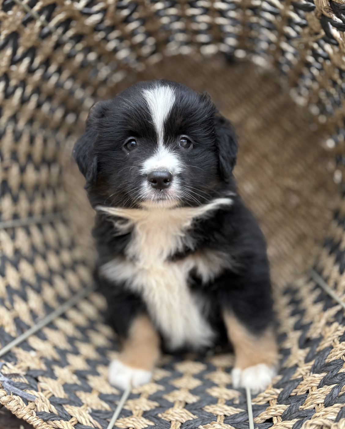 du royaume des horizons d'or - Chiots disponibles - Berger Américain Miniature 