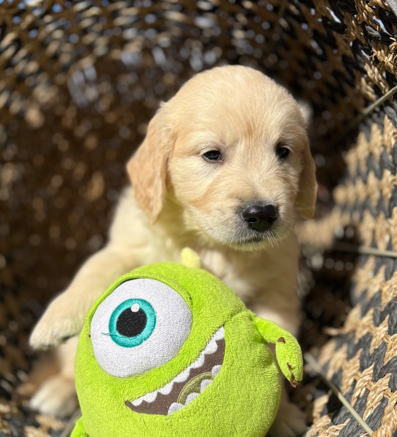 du royaume des horizons d'or - Chiots disponibles - Golden Retriever