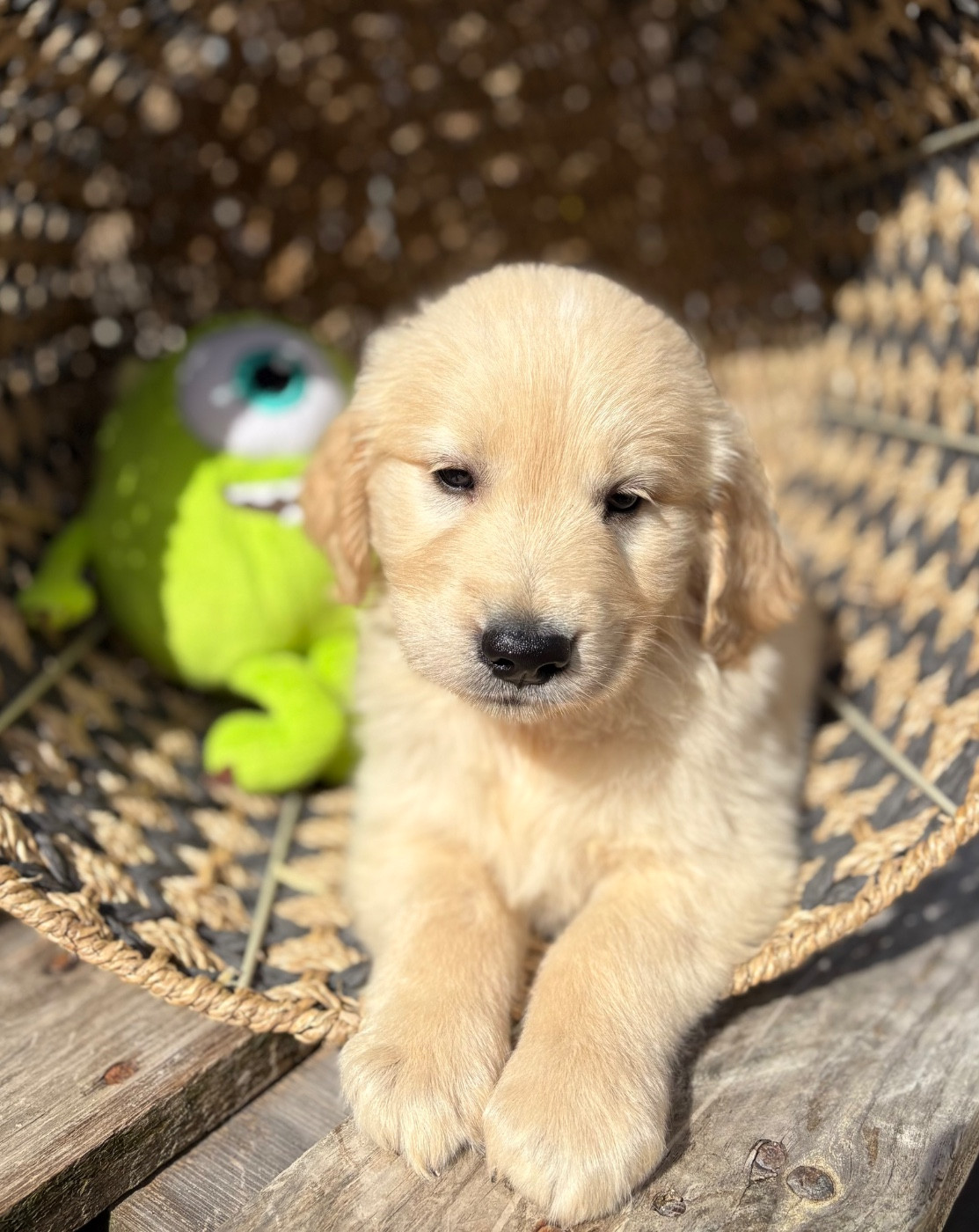 du royaume des horizons d'or - Chiots disponibles - Golden Retriever