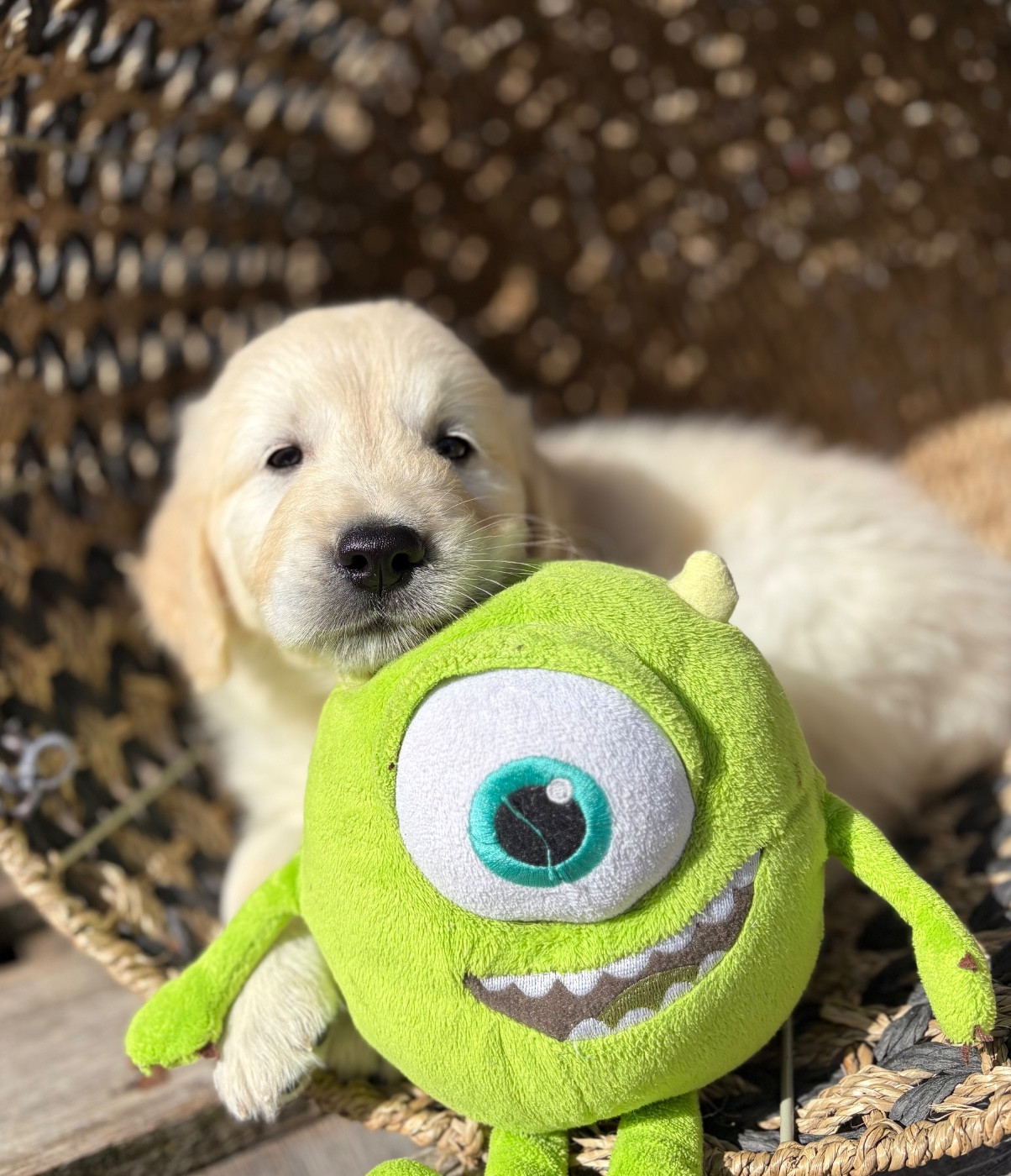 du royaume des horizons d'or - Chiots disponibles - Golden Retriever