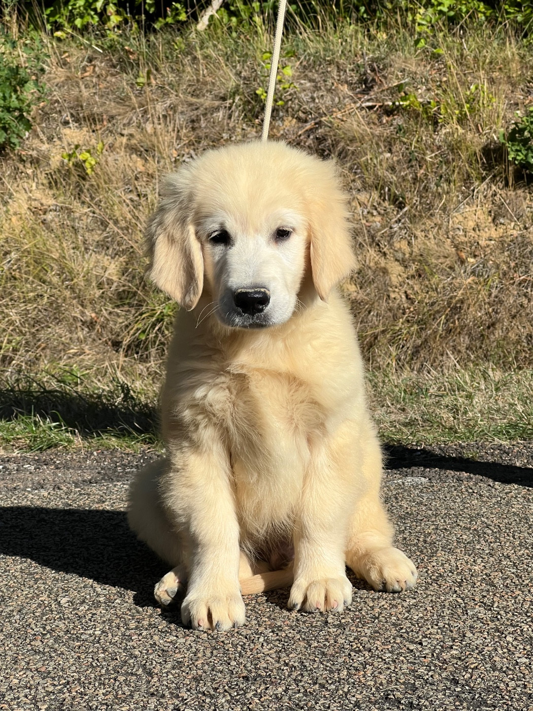 du royaume des horizons d'or - Chiots disponibles - Golden Retriever