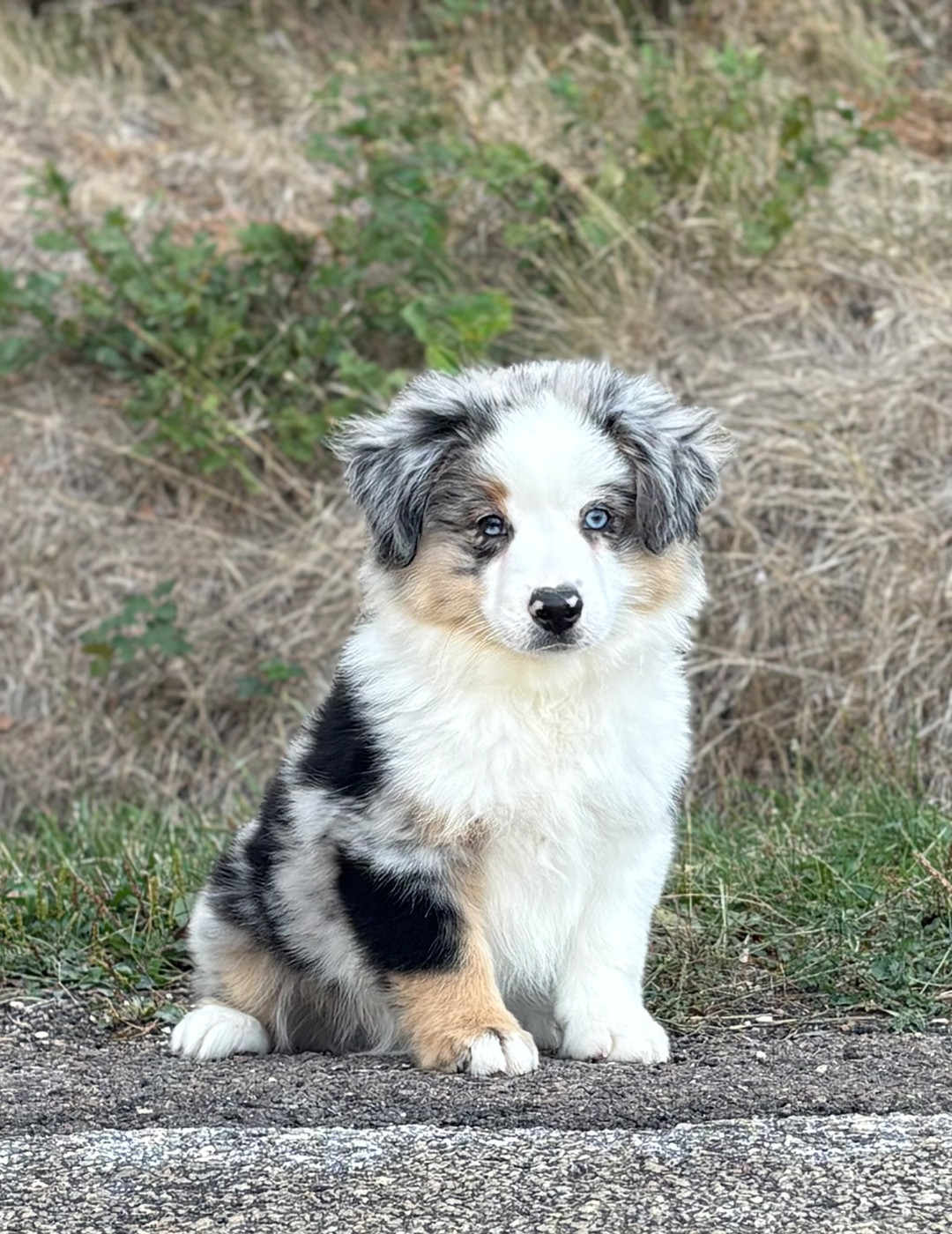 du royaume des horizons d'or - Chiots disponibles - Berger Américain Miniature 