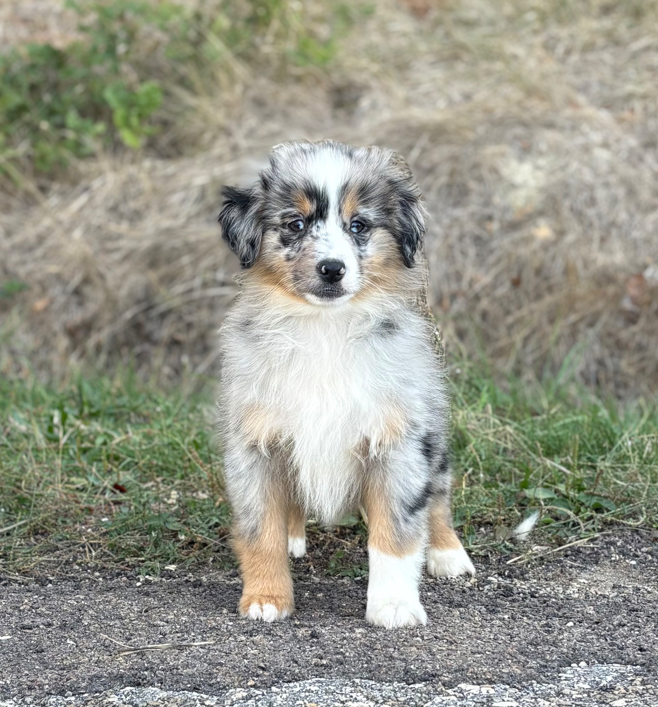 du royaume des horizons d'or - Chiots disponibles - Berger Américain Miniature 